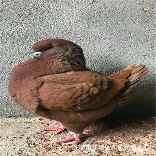 元宝鸽子价格 特大元宝鸽多少钱一对 3斤多的元宝鸽