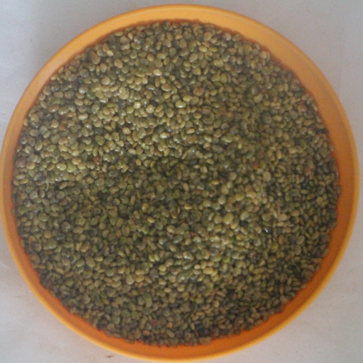 猪屎豆种子 太阳麻种子 椭圆叶猪屎豆 三圆叶猪屎豆种子 四季易种