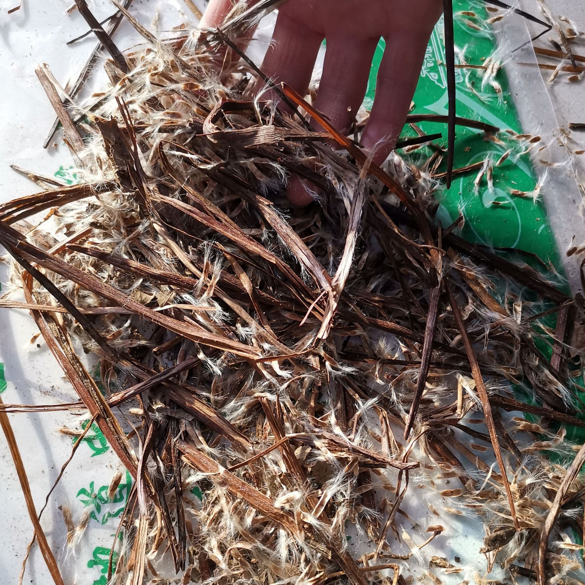 中药材梓实正品优质梓实 鼠梓子 梓实