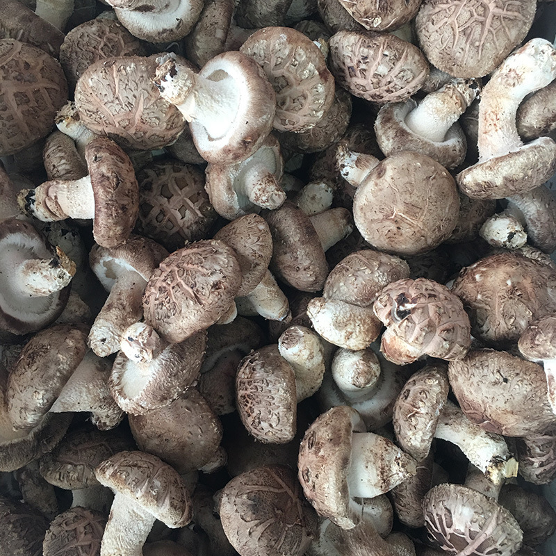 5以上鲜花菇 农产品鲜香菇 食用菌菇供应餐厅超市批发