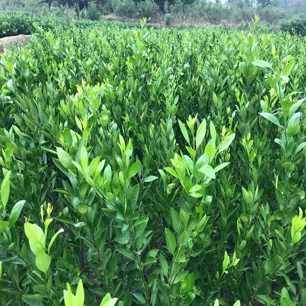 果苗大分柑橘苗南方柑橘果树苗早熟丰产果树苗大分苗