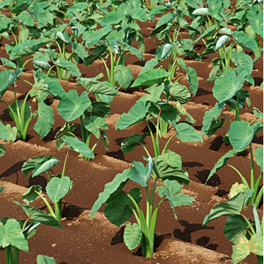 芋头苗香芋苗荔浦芋头苗槟榔芋头苗紫芋磨芋18278027808