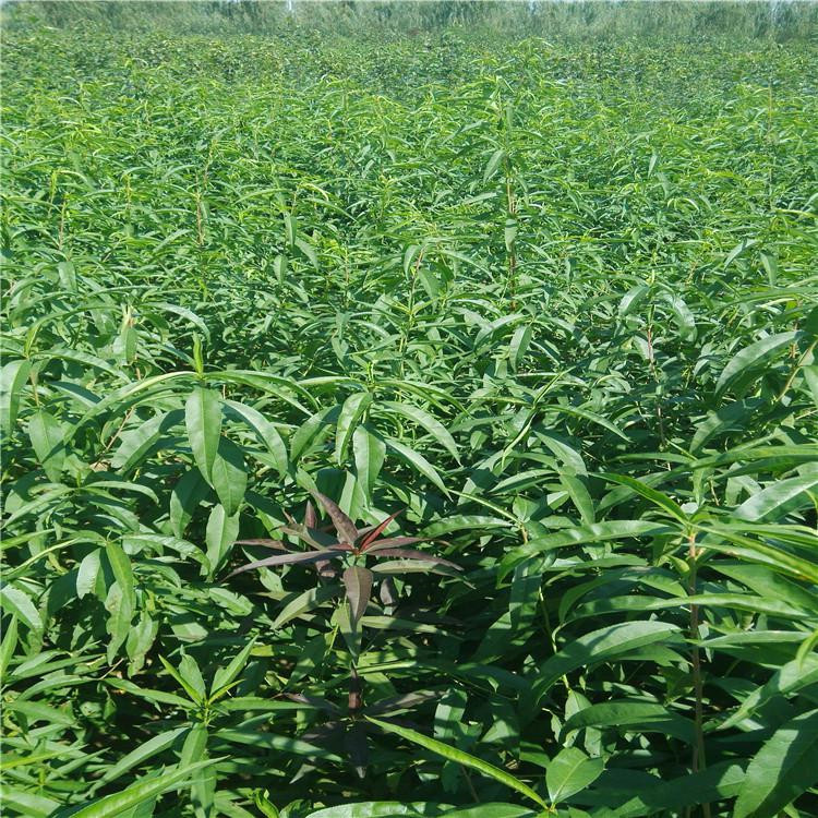 桃树苗新品种嫁接冬桃苗中晚熟嫁接突围桃树苗现货现挖批发价格