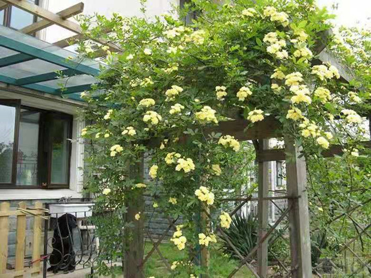 批发甜蜜红木香花苗爬藤植物白黄木香花苗盆栽四季特大花攀爬浓香