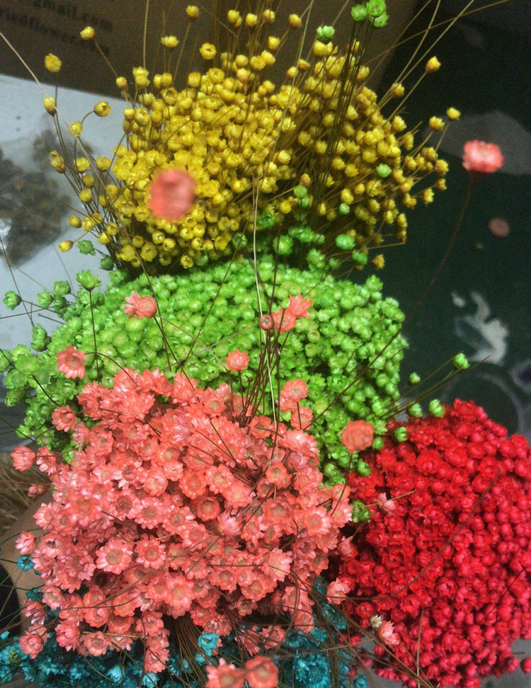 长期供应进口巴西小星花 除臭香薰瓶干花 天然干燥干花