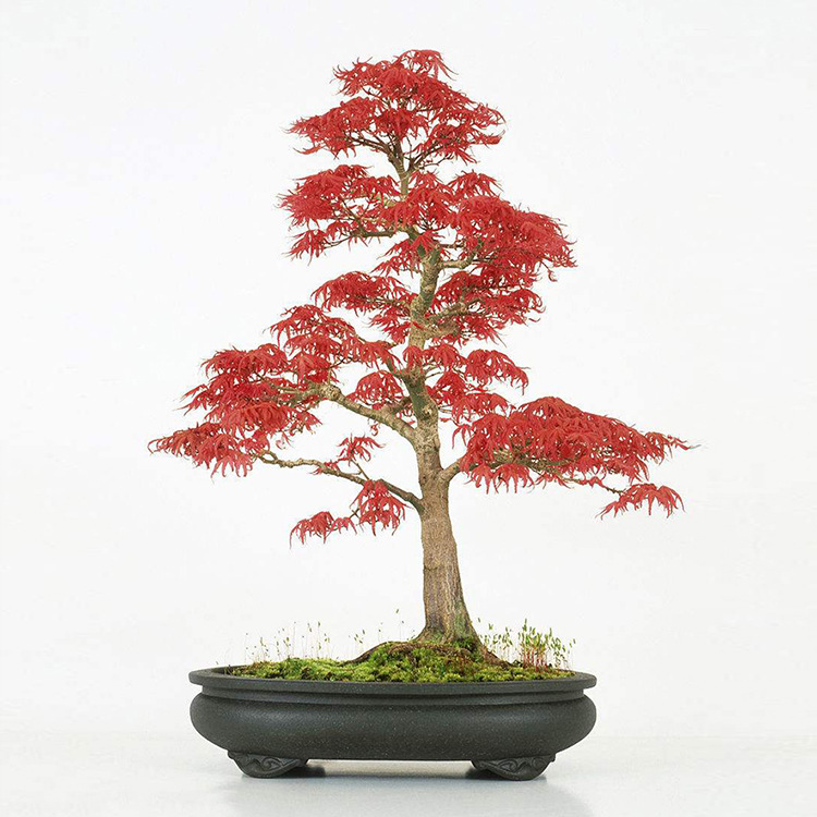 日本红枫盆景基地直销 微型红枫盆景室内盆栽花卉 品种齐全
