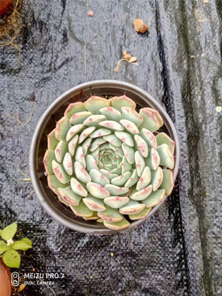 0181多肉植物盆栽大棚直销 狮子座单头盆12cm品相实拍多肉品种