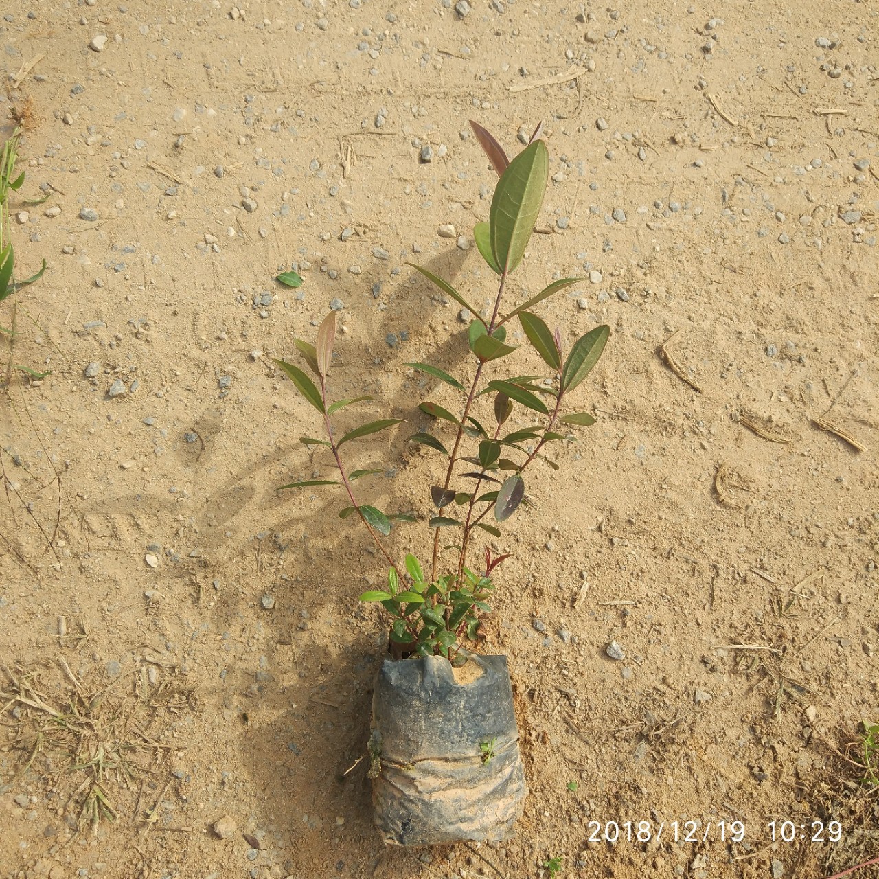 18成交0棵桃金娘树苗山捻子苗乌稔盆景地栽室水阳台花明植物相似店铺>