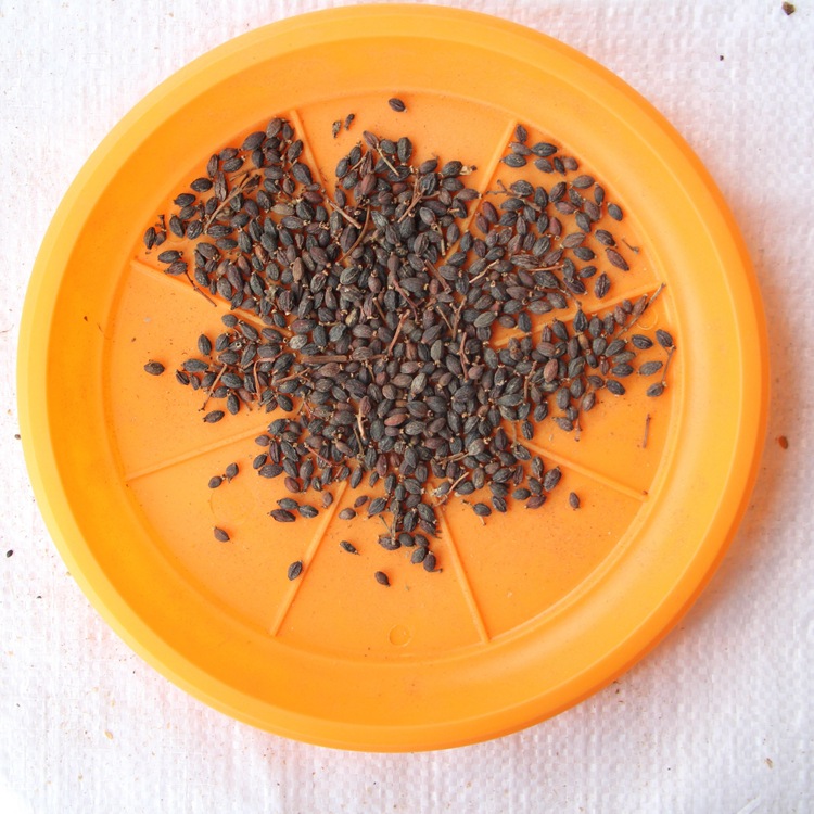 法国冬青种子 批发 新采日本珊瑚树种子 冬珊瑚 法青种子 红果冬