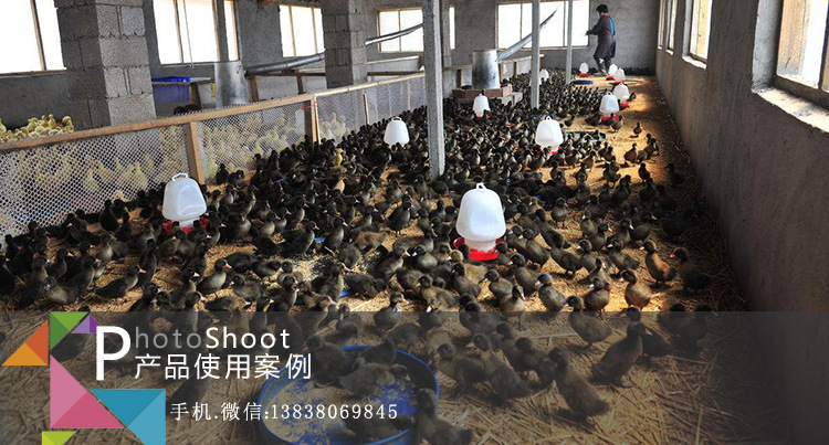 鸭棚除氨气益生菌液使用案例