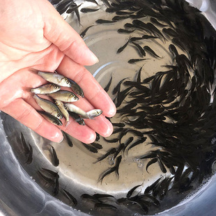 鲫鱼鱼苗