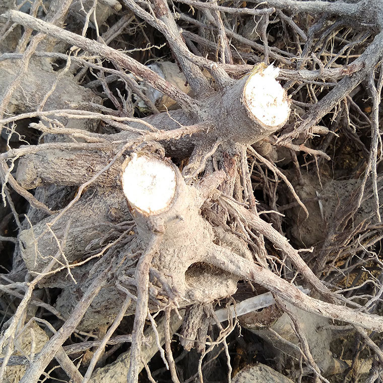 桐树根桩泡桐树桩批发河南桐树根桩桐树苗速生泡桐带根苗