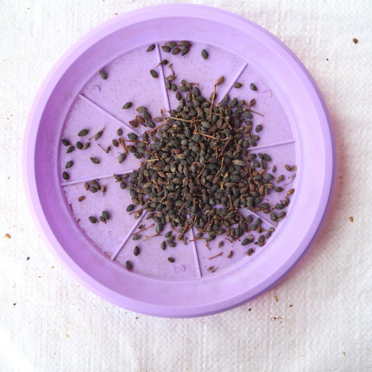 法国冬青种子 批发 新采日本珊瑚树种子 冬珊瑚 法青种子 红果冬