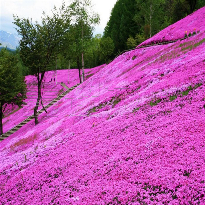 花海种苗供应 丛生福禄考易成活耐移栽 地被花卉批发