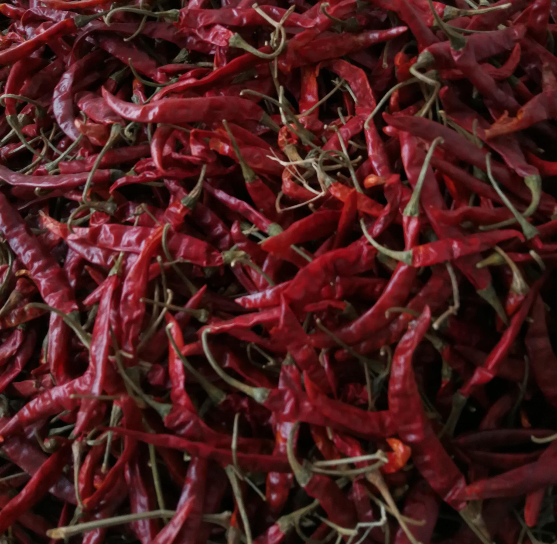 辣椒干批发印度椒s17 印度魔鬼椒s17 辣椒干 干辣椒s14