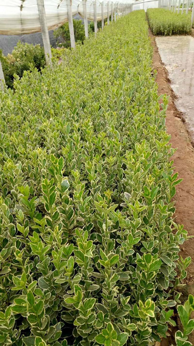 金边冬青卫矛 批发金边黄杨小苗 青州供应园林绿化大叶黄杨冬青