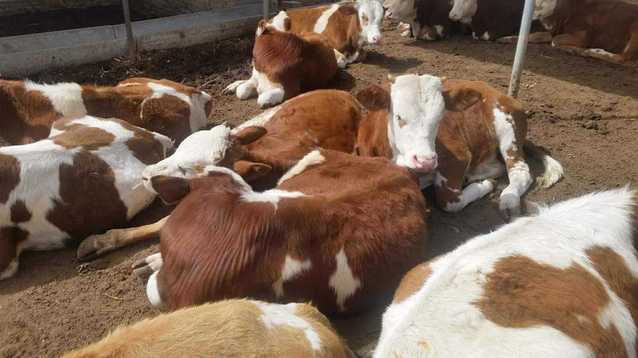 夏季养牛提高利润的方法 - 阿里巴巴商友圈