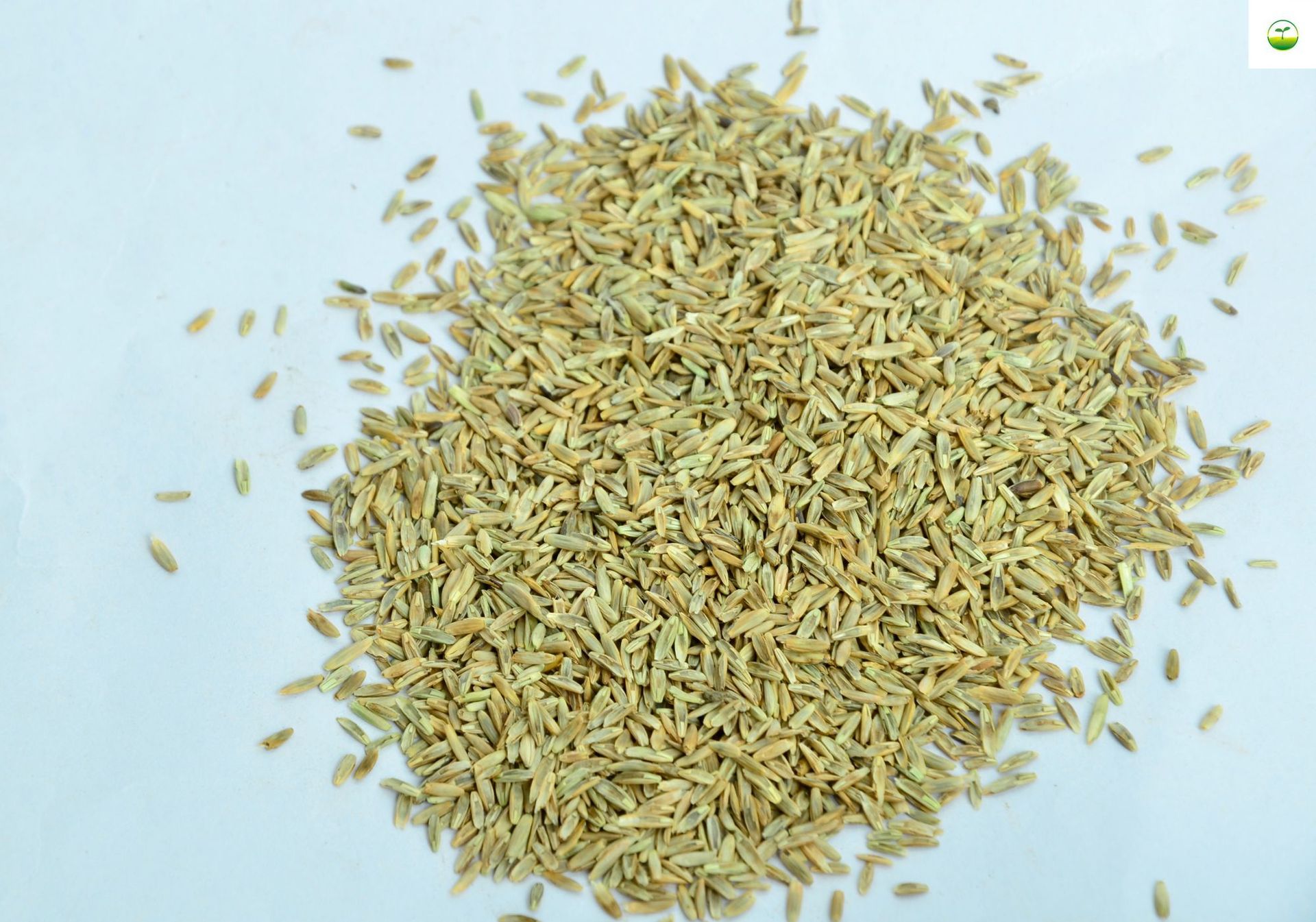 护坡草坪种高羊茅黑麦草百慕大狗牙根种草马尼拉四季青护坡种