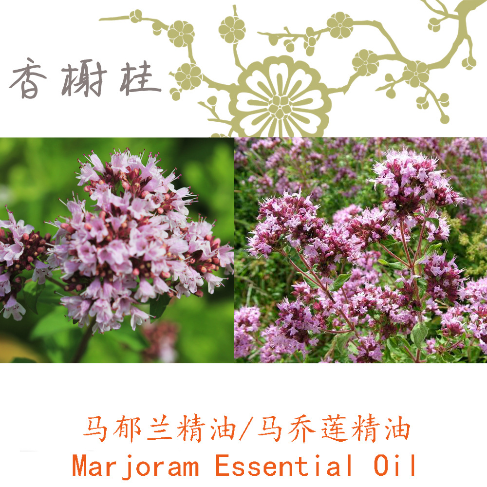 法国甜马郁兰精油marjoram马乔莲甜牛至马约兰单方精油10ml起