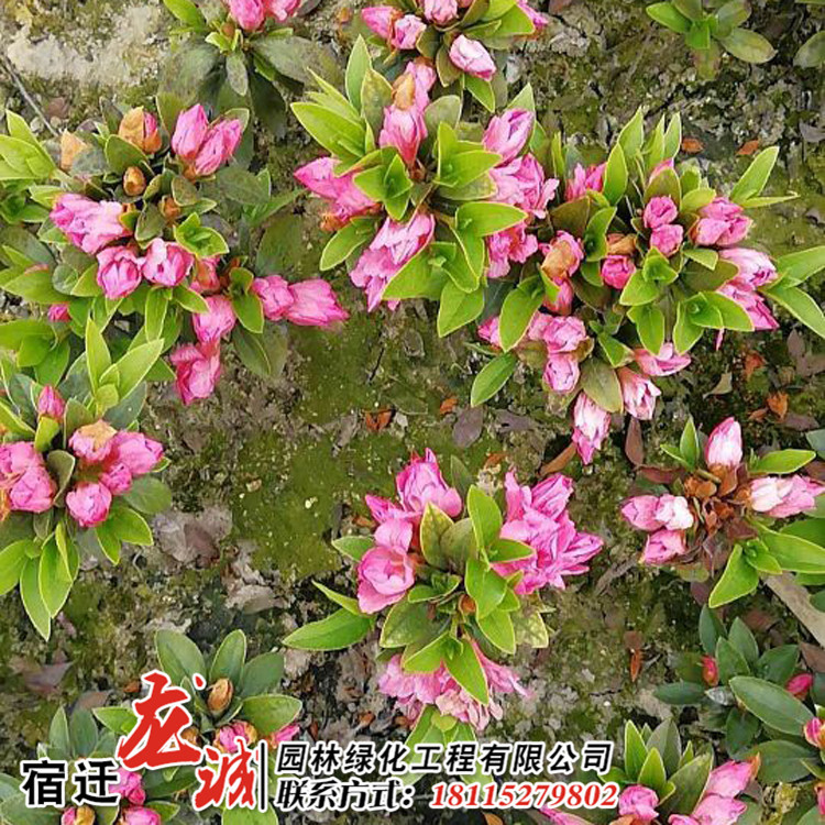 地被春娟小苗庭院园林苗木春娟苗 春娟树苗庭院盆栽观赏杜鹃小苗