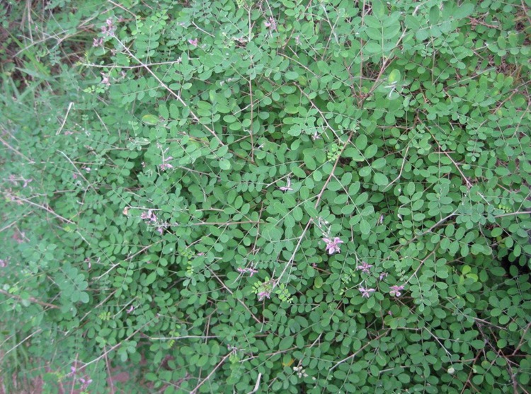 树苗-马棘种子,野蓝枝子,狼牙草,长穗木蓝灌木种子