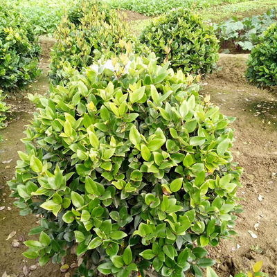 金森女贞球灌木花卉 园林绿化 常绿乔木 水生植物 水生花卉