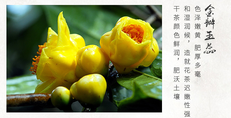 广西特产防城港金花茶花朵茶100克盒装 国宝金花茶现货