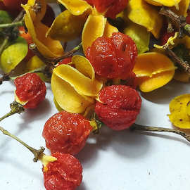 南蛇藤果 合欢花 合欢花干制香料专用 代加工细粉