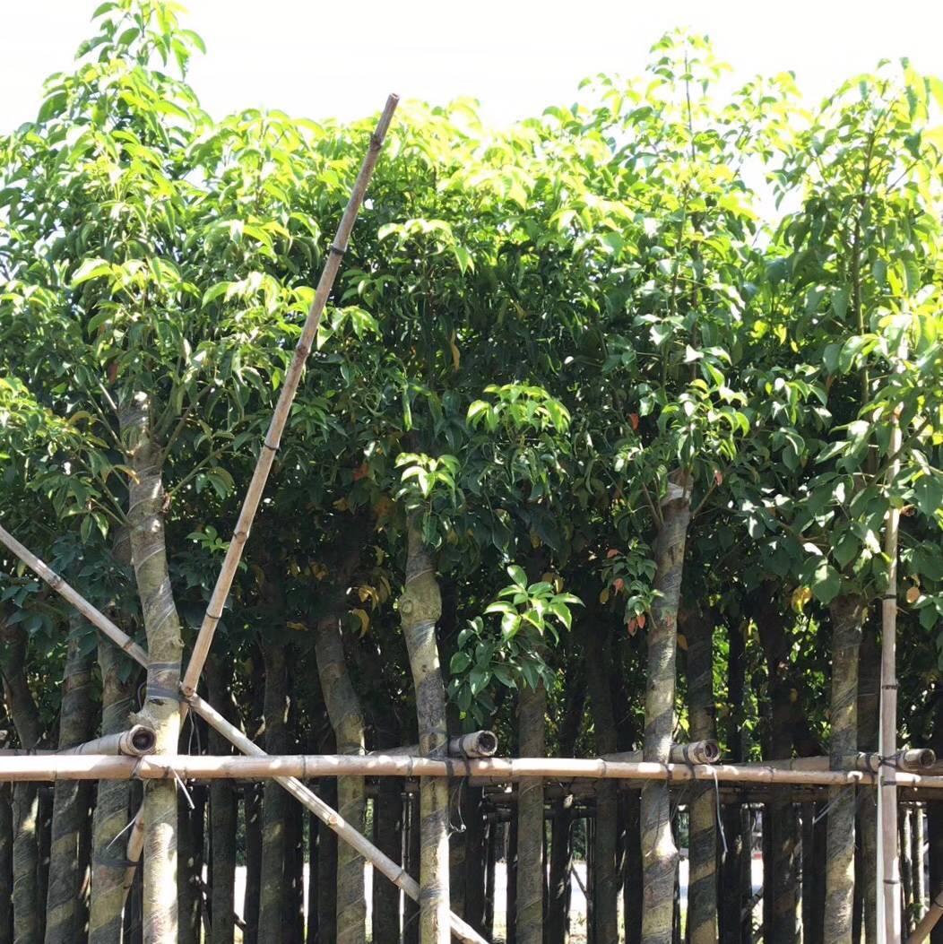 秋枫树10分 绿化苗木秋枫苗 秋枫假植苗 重阳木自家袋装大量供