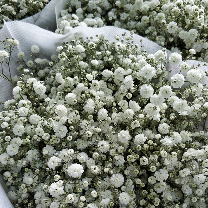 千万星满天星伊洛斯云南鲜花基地直发鲜花批发