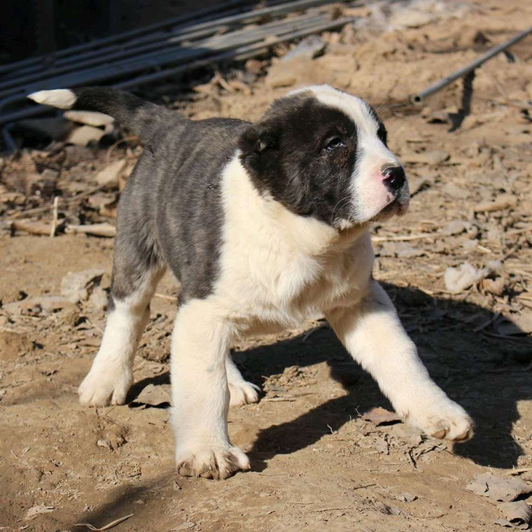 纯种中亚牧羊犬俄罗斯中亚活体巨型猛犬宠物犬出售中亚牧羊犬幼犬