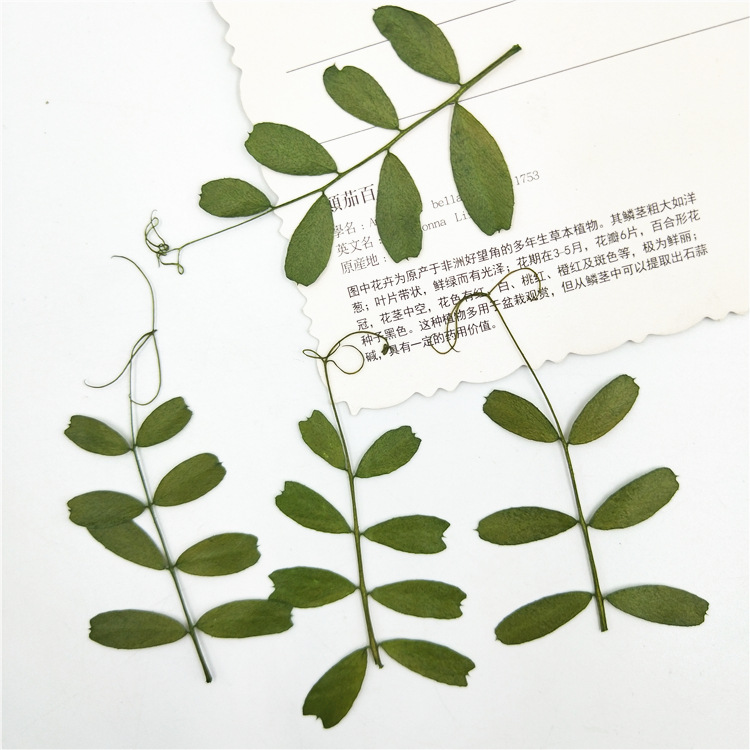 麻豆叶干花压花押花贴脸装饰花真树叶植物标本真树叶真花diy材料