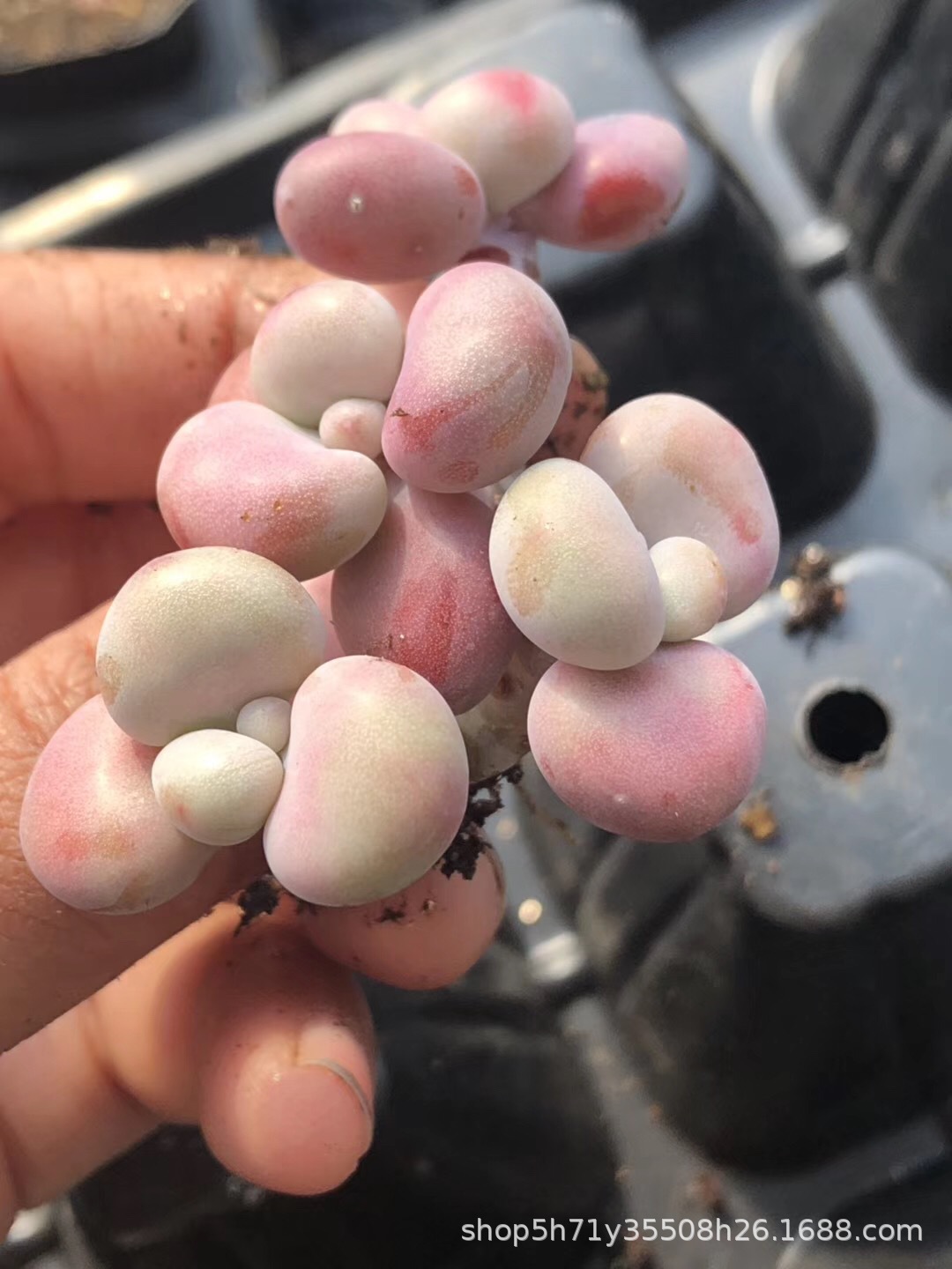 094山东多肉植物大棚批发 双头腰子蛋品相实拍裸根发多肉品种