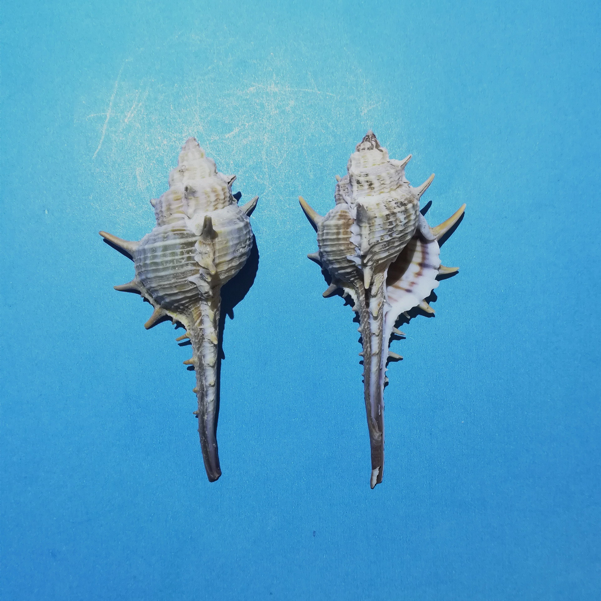 鱼缸造景,海族馆装饰,手工diy,居家装潢装饰,儿童把玩等海螺贝壳,品种