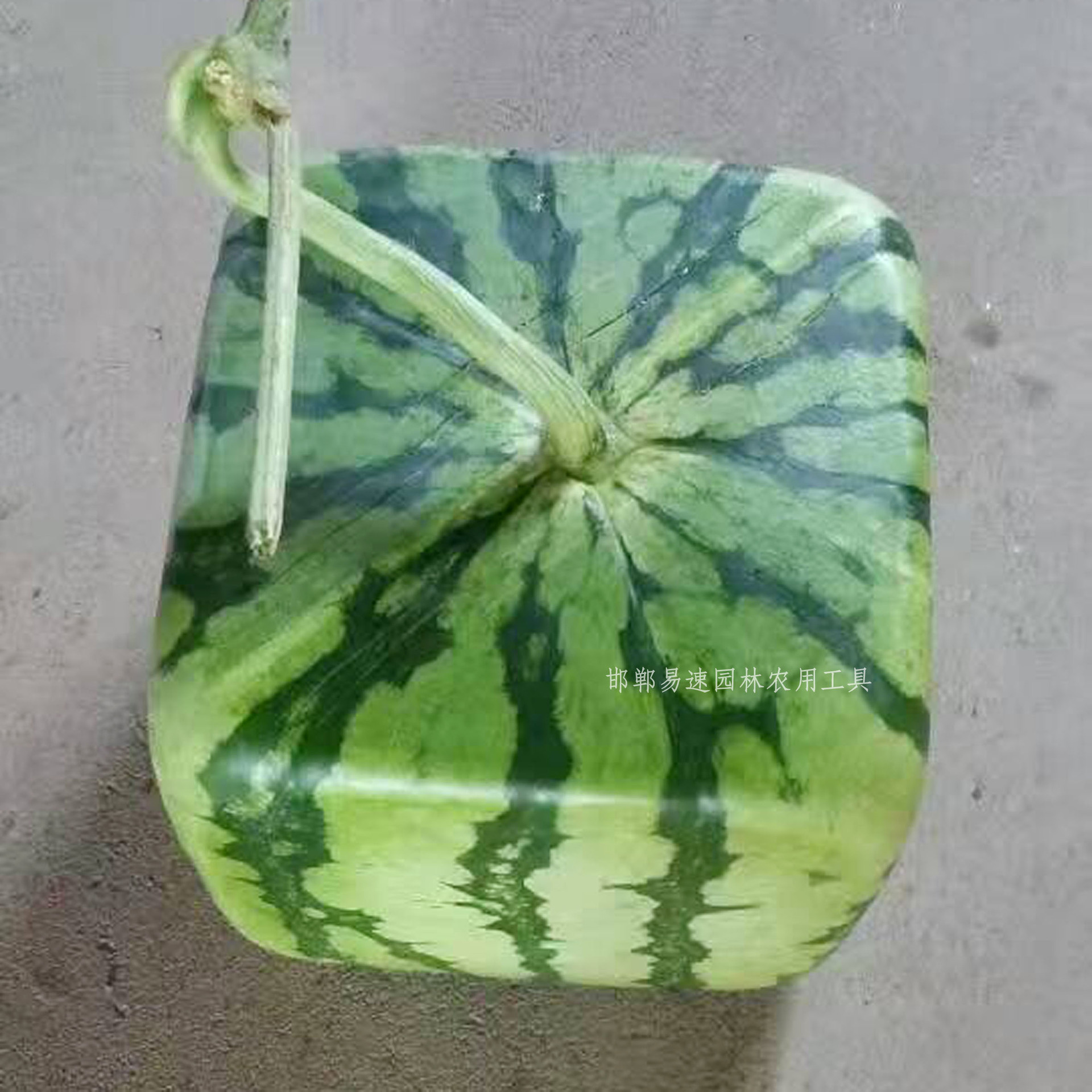 方形西瓜定型生长模具成型模具18x18方西瓜模子12斤水果塑料模具