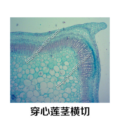 穿心莲茎横切实验切片 中草药切片 实验器材生物显微玻片