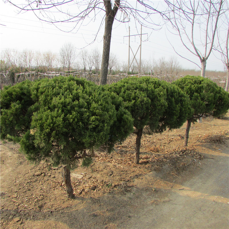 山东泰安直供高杆龙柏球冠幅80-150公分龙柏球嫁接龙柏小苗