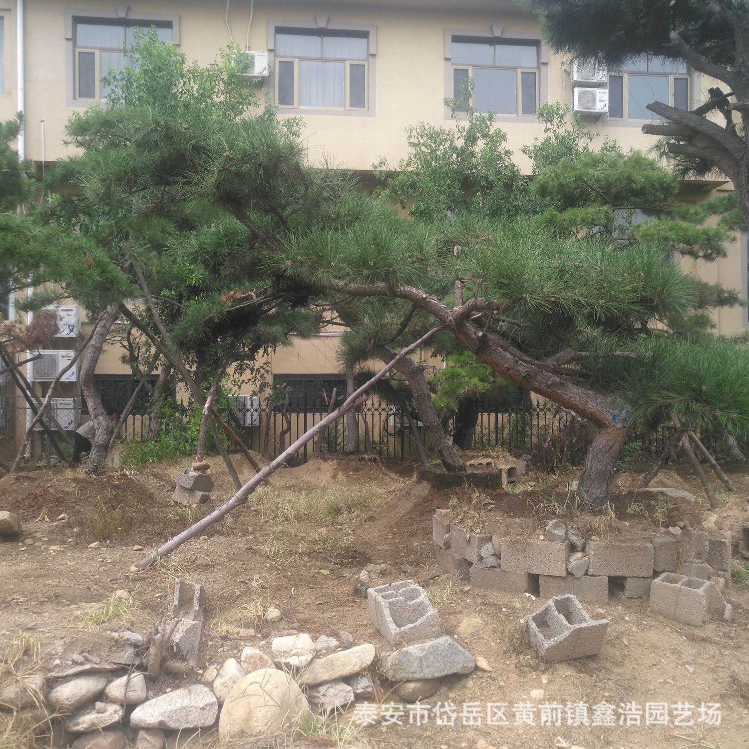 直销优质小区绿化特色造型松树 求购高2米道路绿化油松树价格