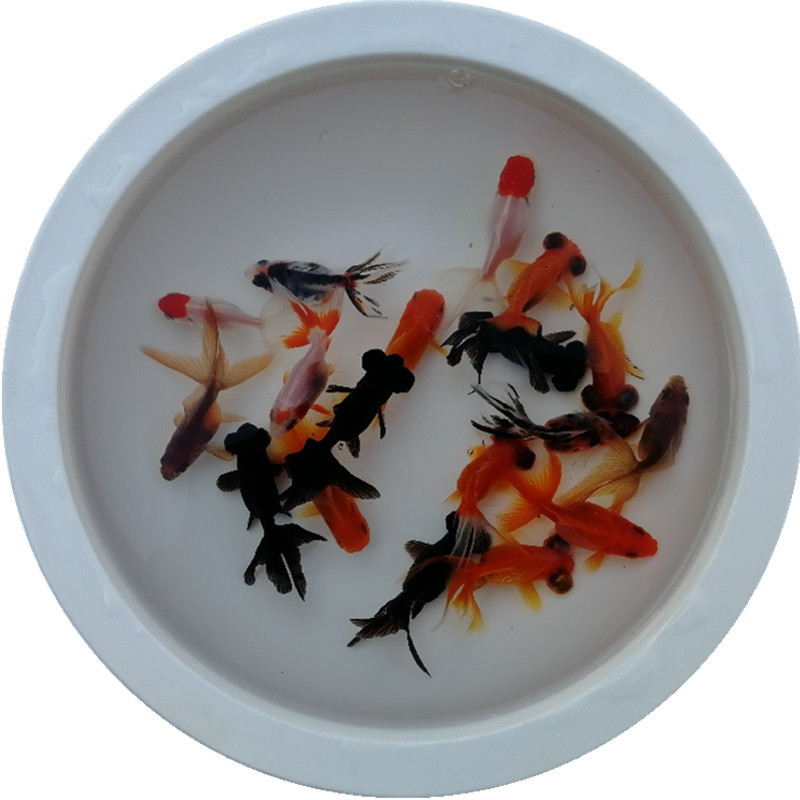 聚金冷淡水观赏鱼活体 红狮红高狮子头小金鱼 渔场批发直销摆摊鱼