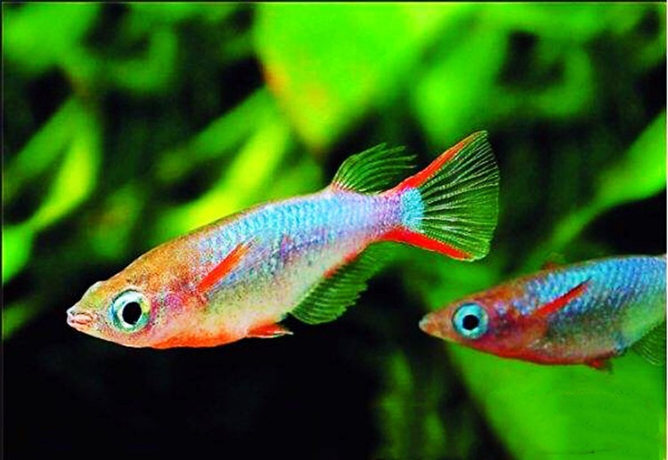 热带观赏鱼批发 七彩稻田鱼 群游鱼 小型热带草缸鱼