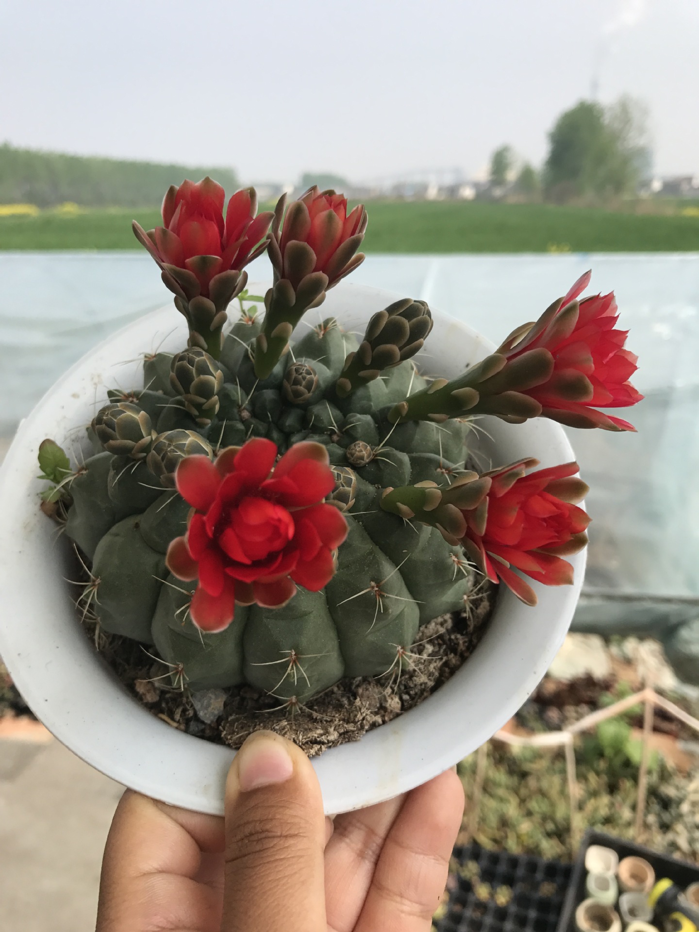 仙人球盆栽 仙人掌盆栽 绯花玉 16cm盆带花苞开花株 仙人球盆栽