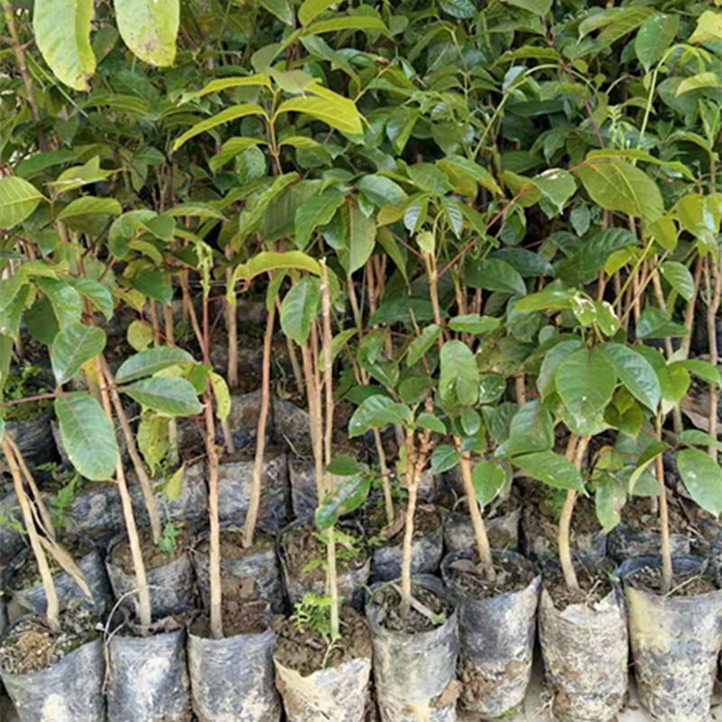 苗圃包邮批发乌榄嫁接苗 广西黑橄榄营养杯苗批发 南方果树苗价格