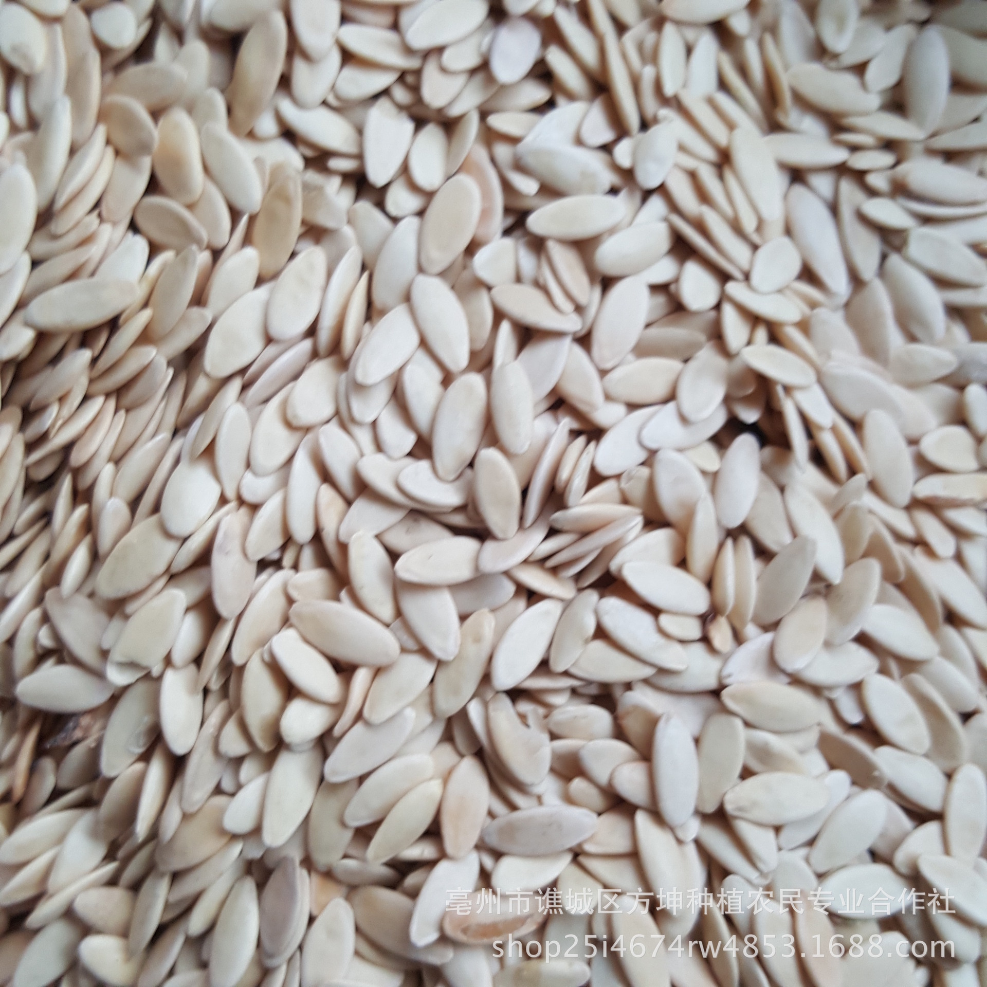 批发中药材 黄瓜子 黄瓜籽 五谷磨坊原料 干净无杂质 免费打粉