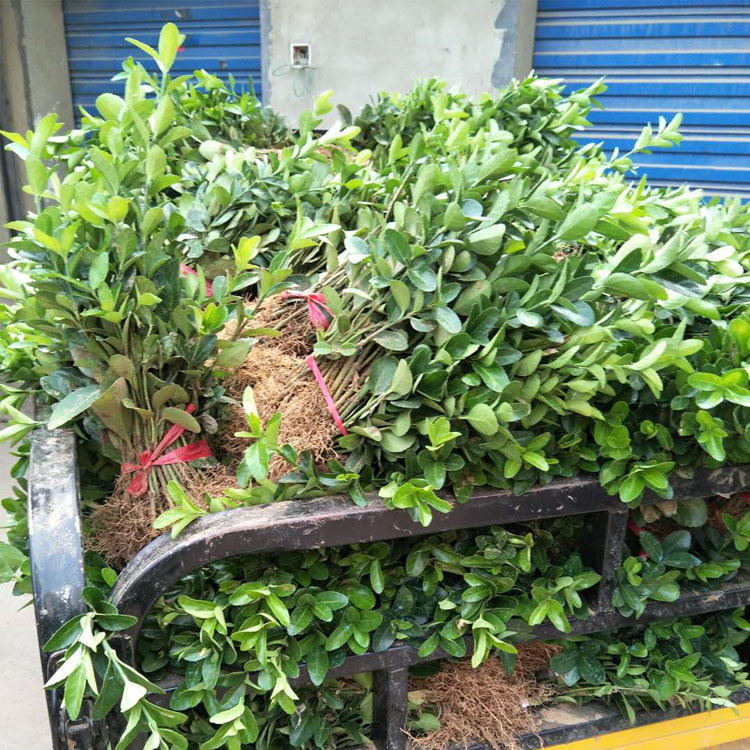 绿化苗法国冬青苗围墙树苗冬青树苗珊瑚树苗做篱笆围墙发青批发