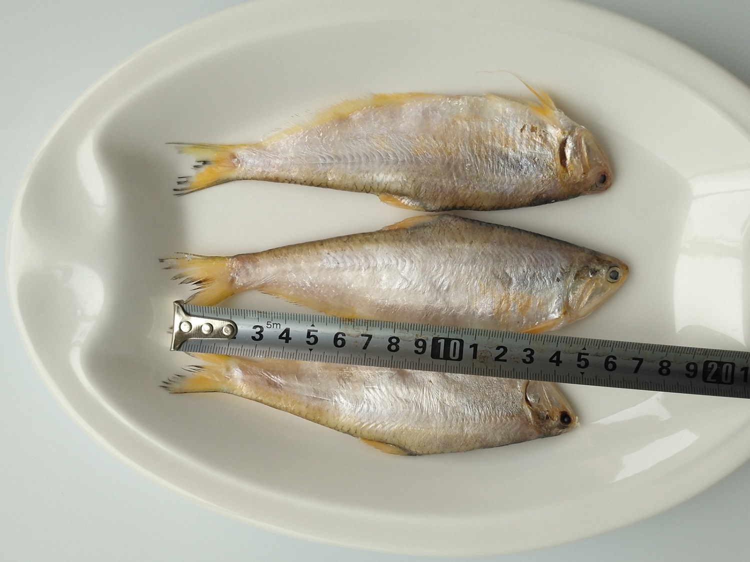 供应新鲜黄鲫鱼黄鲫子鱼黄