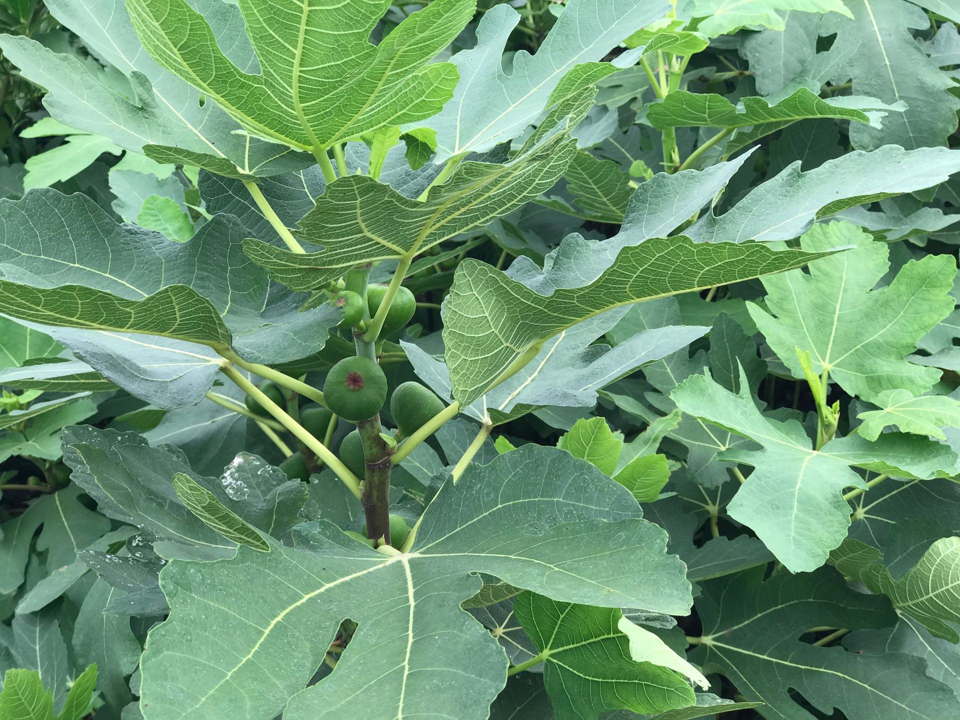 无花果苗批发湖北果树果木供应南方果树果苗批发基地直发