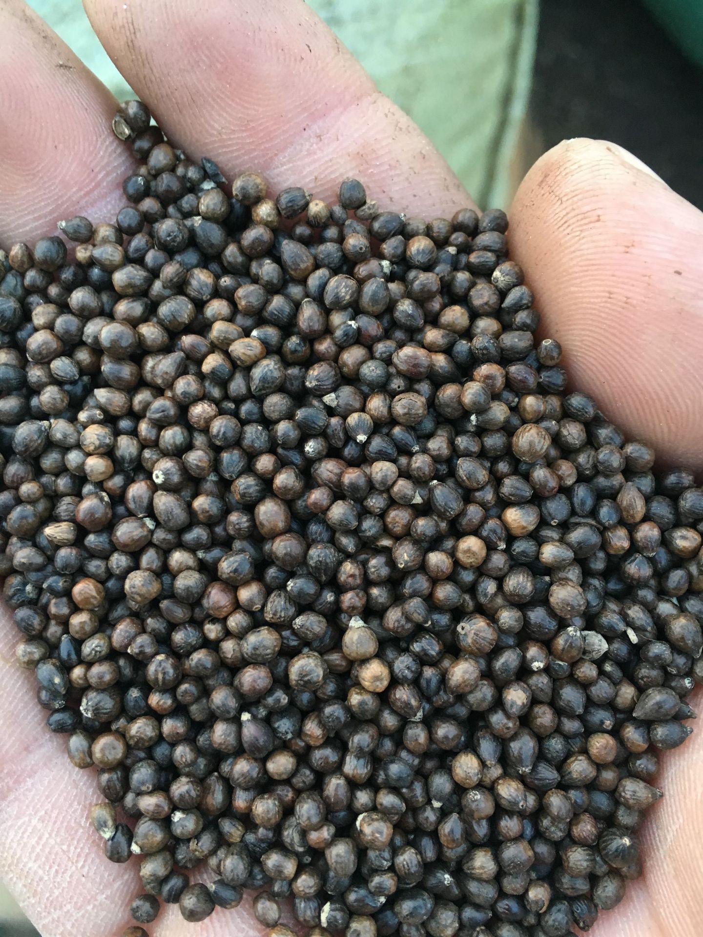 黄荆子布惊子中药材厂家批发枕头填充物产地去皮抛光布荆子黄荆籽