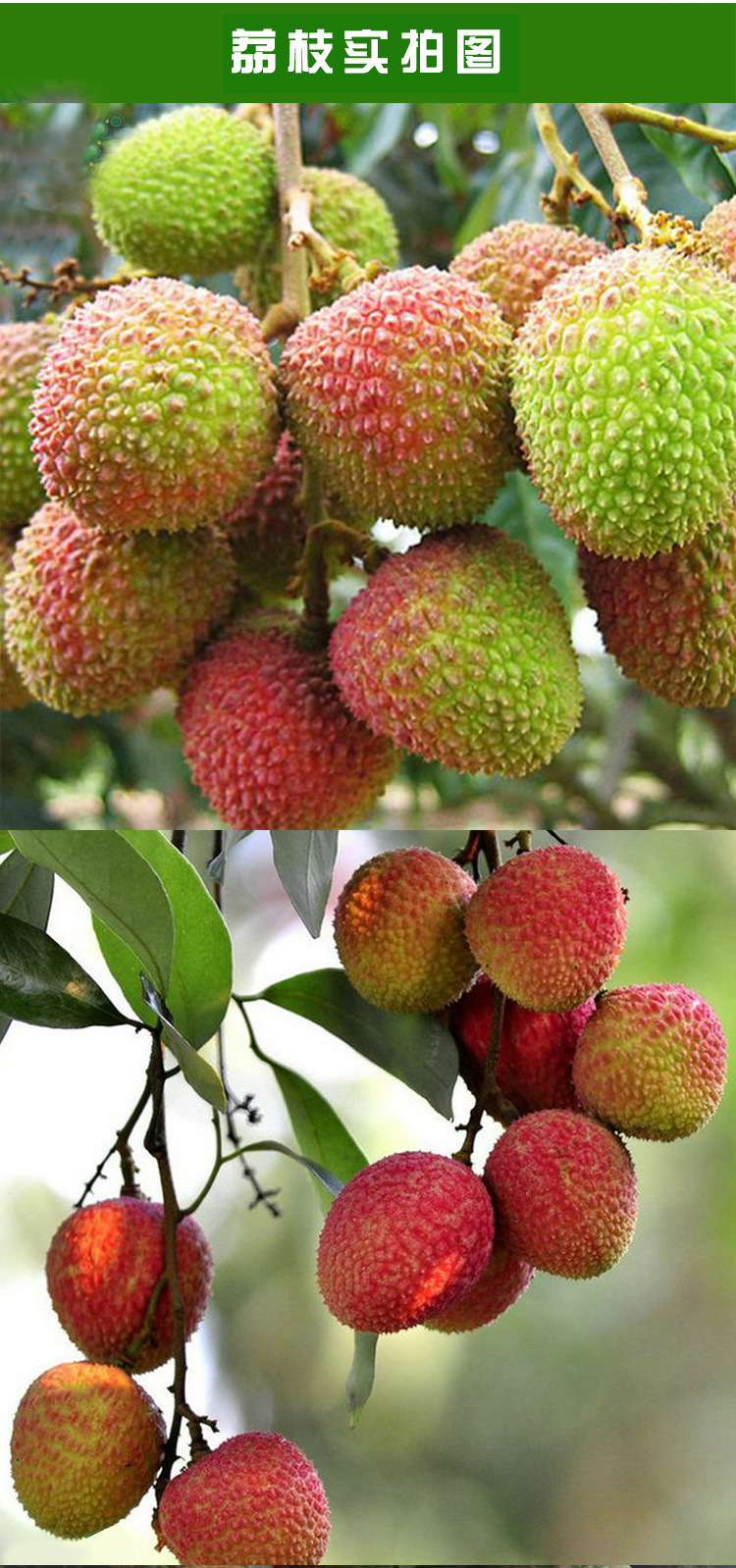 招商 妃子笑荔枝现货5斤包邮新鲜采摘酸甜小核_中国荔枝产业网