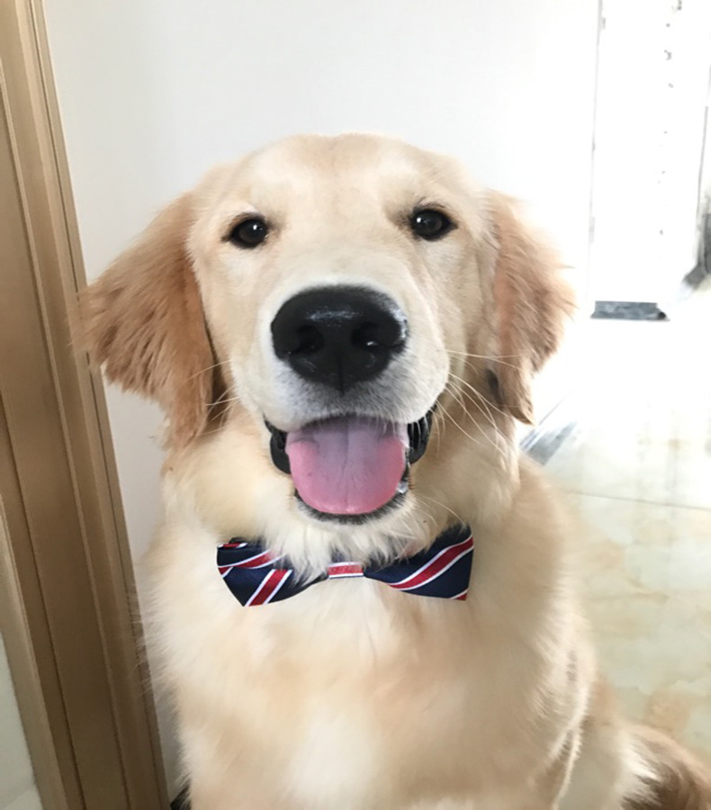 狗狗领结 泰迪 韩版大型犬金毛领结法斗萨摩耶哈士奇小狗蝴蝶结