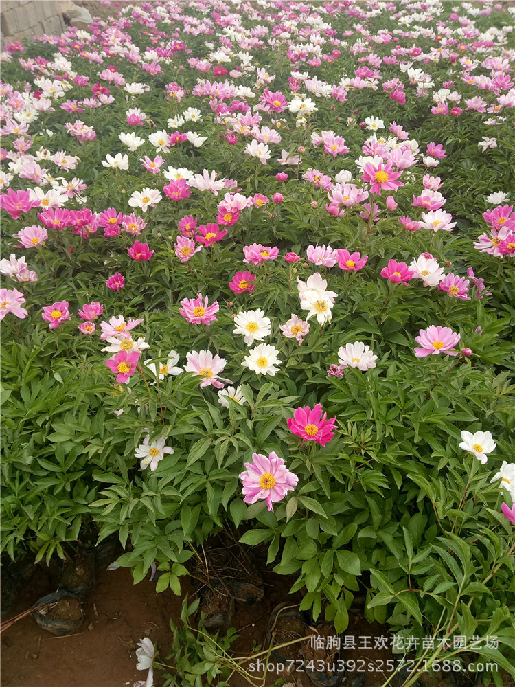 芍药花苗庭院绿化栽培阳台盆栽观花植物宿根花卉芍药块根芍药花苗